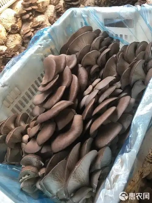 河北鲜平菇