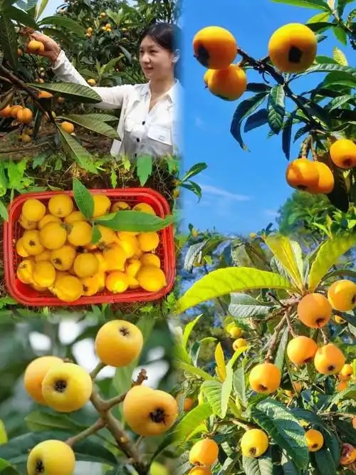 果园采摘套餐