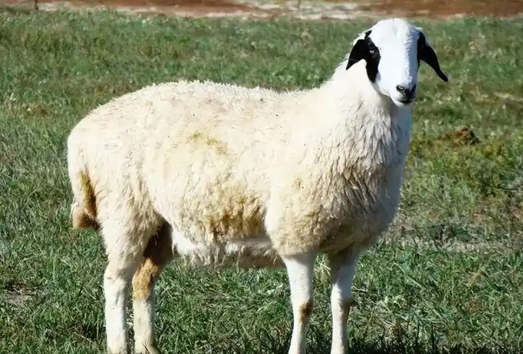 苏尼特羊肉