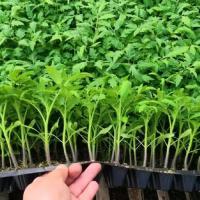 番茄穴盘苗