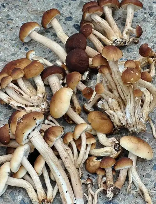 福建茶树菇