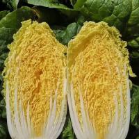 河北坝上娃娃菜