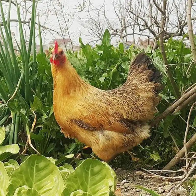 农家走地鸡