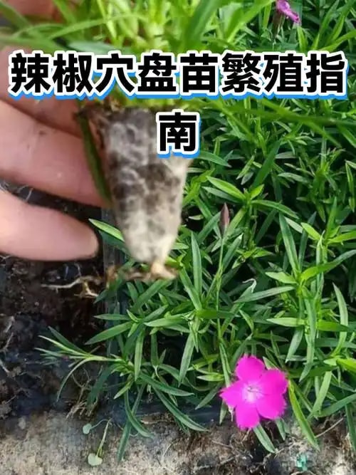 辣椒穴盘苗