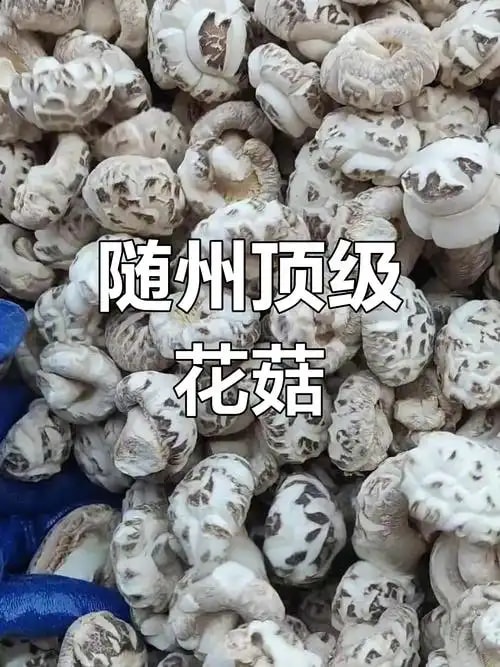 随州花菇