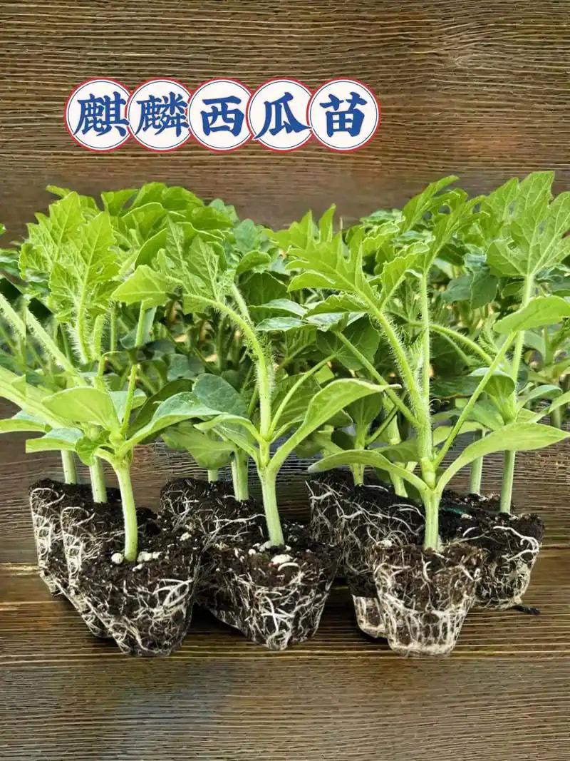 西瓜嫁接苗