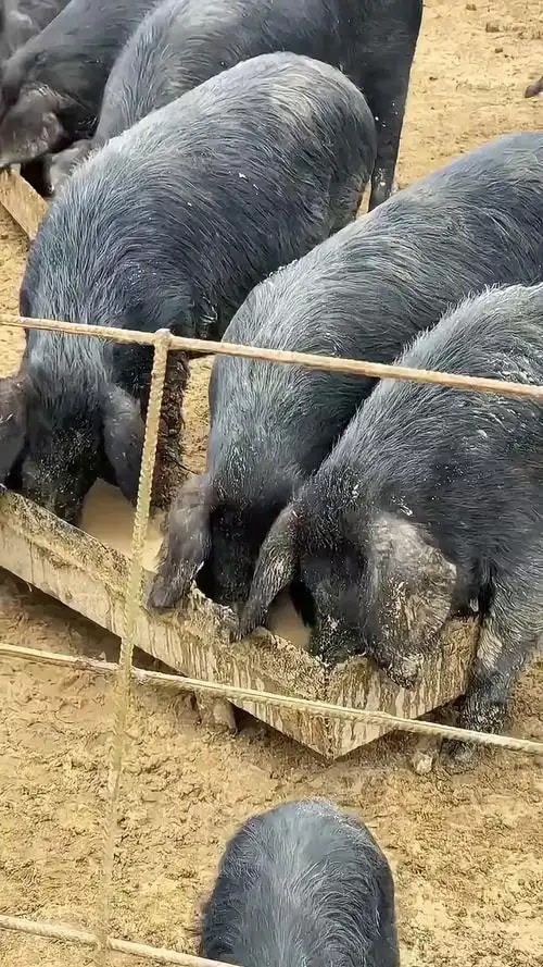 散养土猪肉