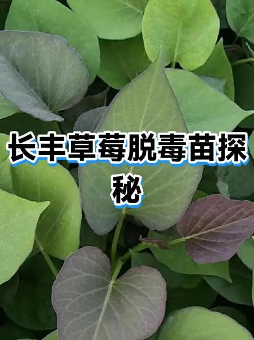 草莓脱毒苗