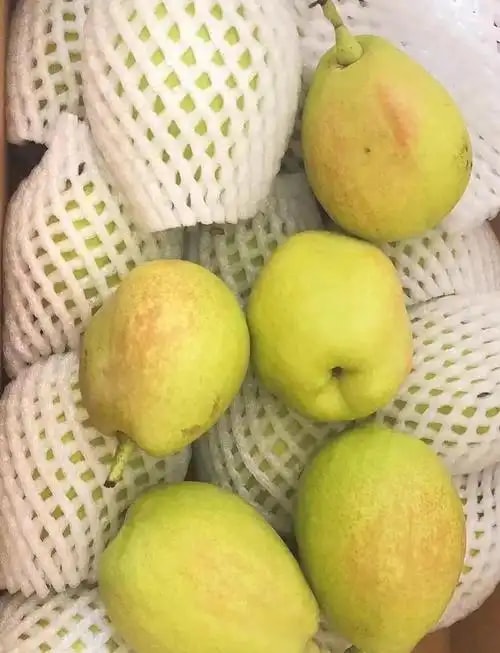 新疆库尔勒香梨