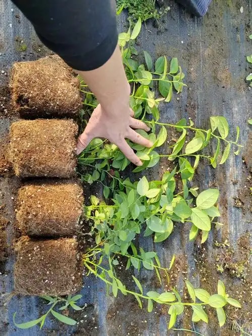 蓝莓组培苗