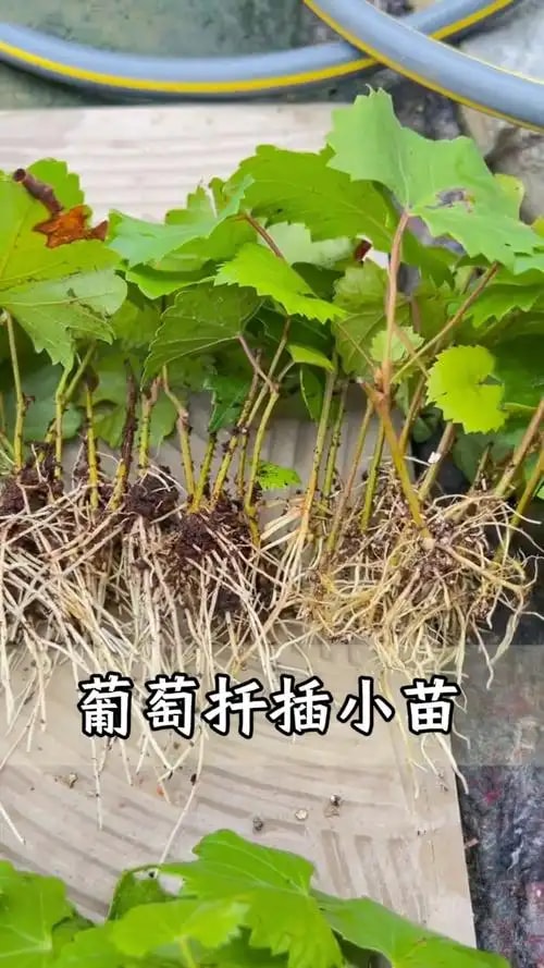 采购对接